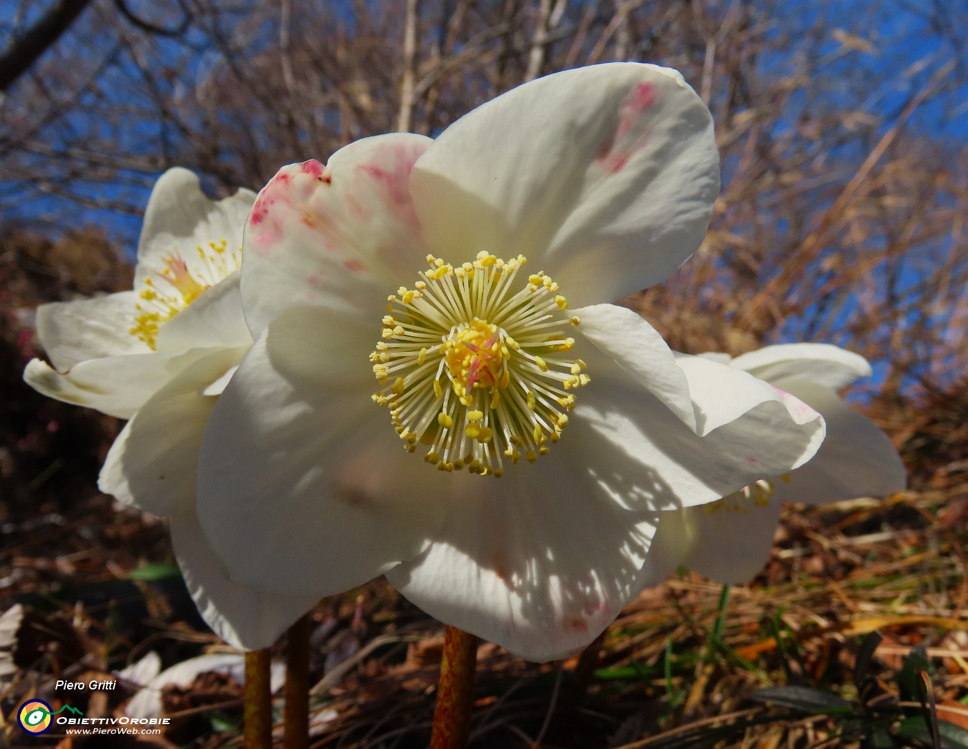 21 Ellebori in fiore.JPG